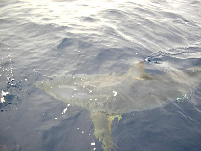 yesterdays visitor yesterdays visitor