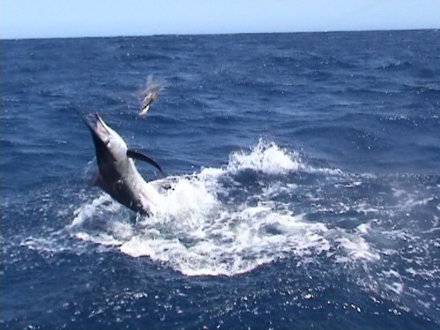 Exmouth Marlin landed during Gamex Exmouth Marlin landed during Gamex