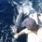 Releasing a Small Black Marlin