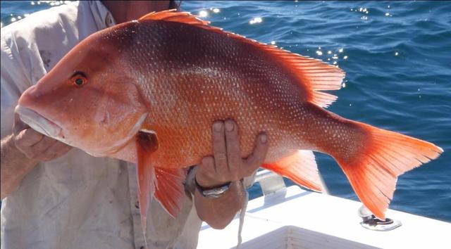 first red for cantellyabay 2010