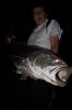 Mulloway