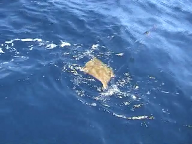 Stingray Nuisances Stingray Nuisances