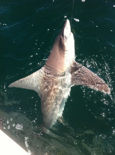sharkbay 2012 shark