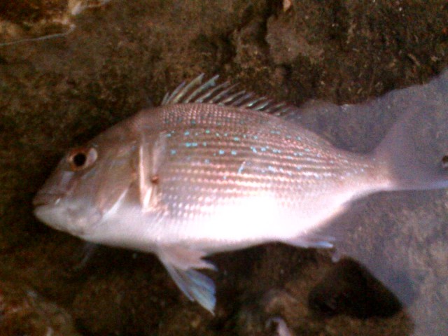 north mole north mole