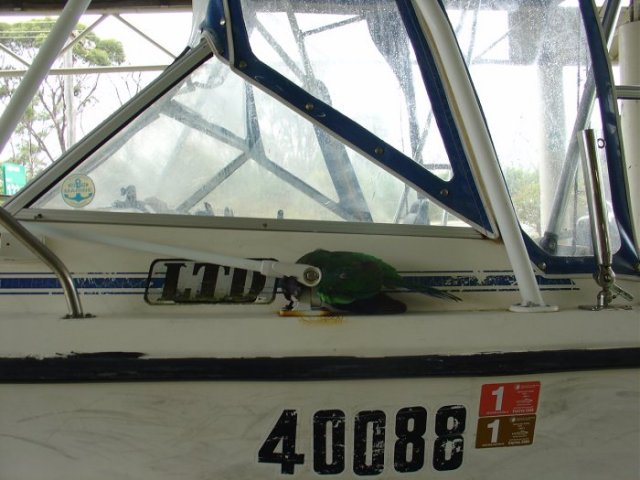 Poor Petie the Parrot Poor Petie the Parrot