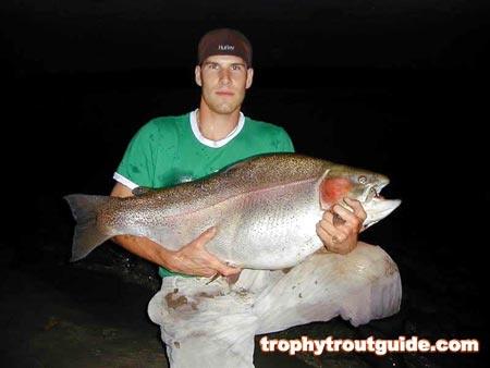 43 pound rainbow trout