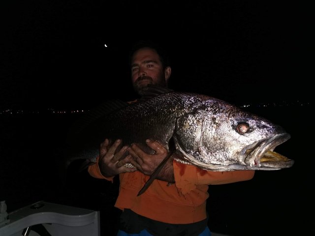 Covid algal bloom mulloway