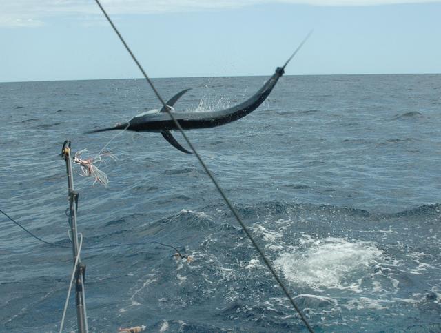 Richter Splash Competition Entry - Gabriel - Exmouth Black Richter Splash Competition Entry - Gabriel - Exmouth Black