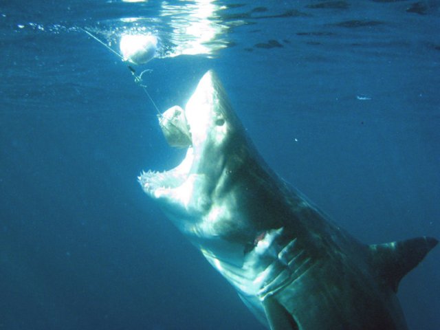 GW chomp! GW chomp!
