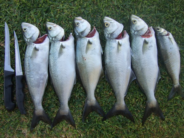 Dawesville Day 1 - Morning 1 Dawesville Day 1 - Morning 1