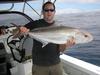 Containers Amberjack