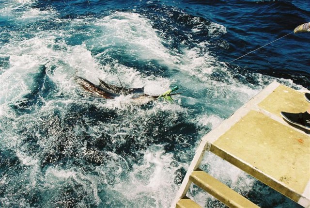 Sailfish2 Sailfish2