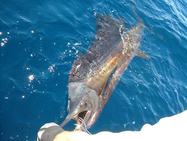Sailfish Closeup - Vincent Keyser Sailfish Closeup - Vincent Keyser