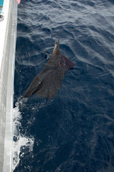 first sailfish