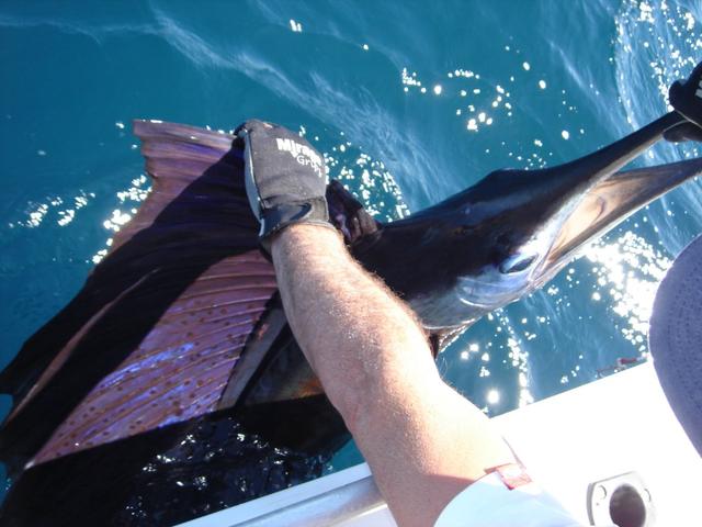 Sail on hold Sail on hold