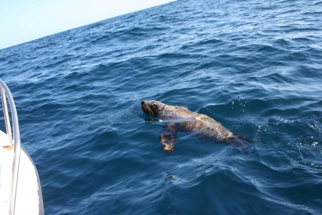 Sammy the seal Sammy the seal