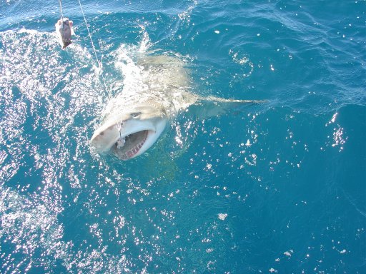 Sand Tiger Sand Tiger