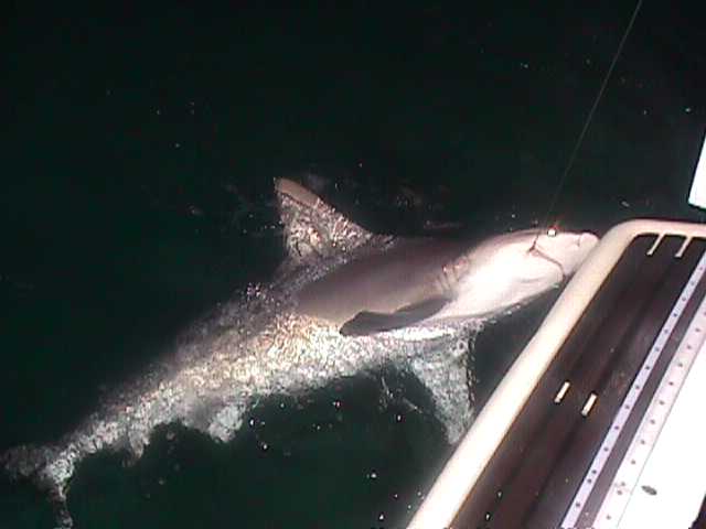 Sharky Sharky