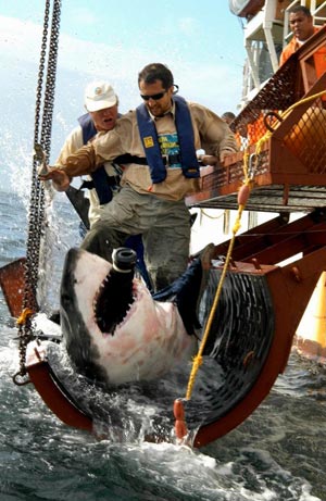 White shark tagging