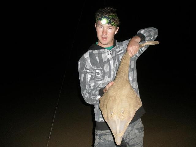 preston beach shovelnose preston beach shovelnose