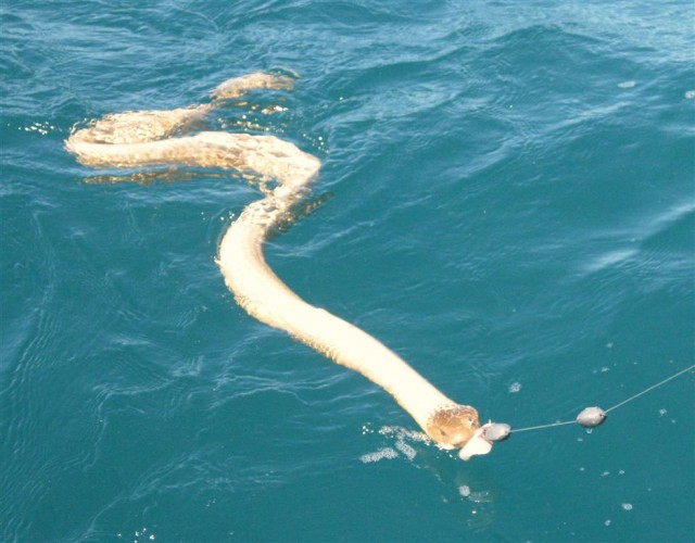 Damn Baitstealers Damn Baitstealers