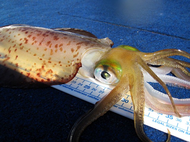 Decent sized squid