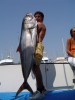 Matteo's Amberjack