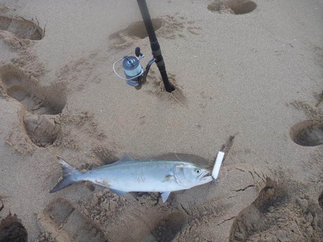 65cm tailor 65cm tailor