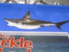 shark for sale