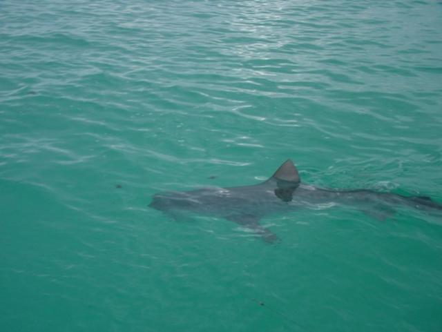 Tiger Shark Tiger Shark