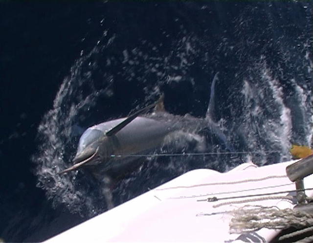 Black on the leader Black on the leader