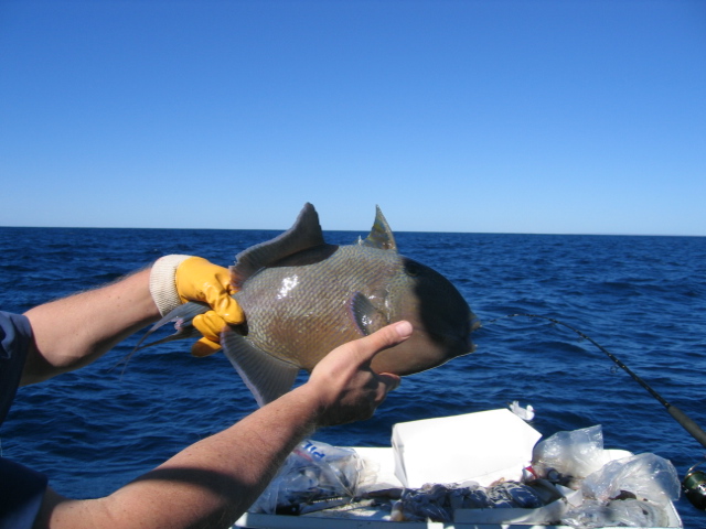 tantabiddy triggerfish. tantabiddy triggerfish.