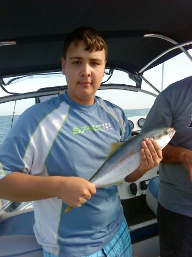 YellowTail KingFish YellowTail KingFish
