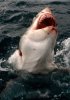 White Pointer On Steroids - Dangerous Reef - Spencer Gulf - SA