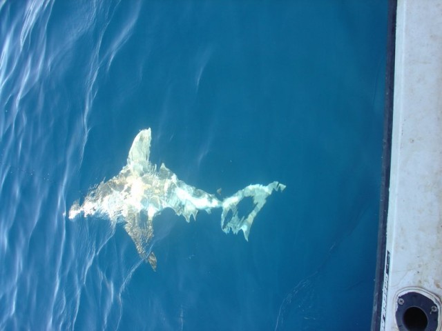 Whaler Whaler