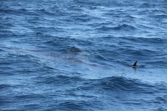 First whale shark of the season and his buddy First whale shark of the season and his buddy