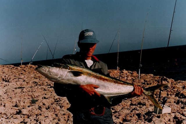 yellowtail king yellowtail king