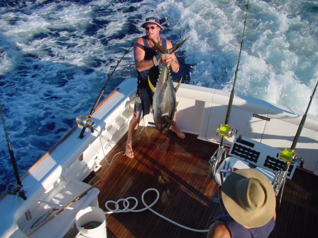 Yellowfin Tuna - Abrolhos