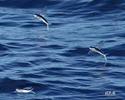 Flying Fish's picture