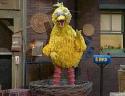 bigbird's picture