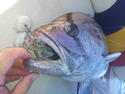 z00m's picture