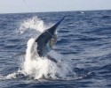 Dhufish123's picture
